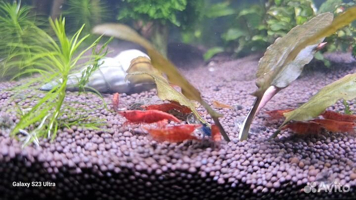 Пистия в аквариум, креветки