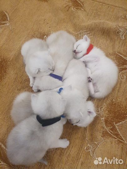 Британские котята