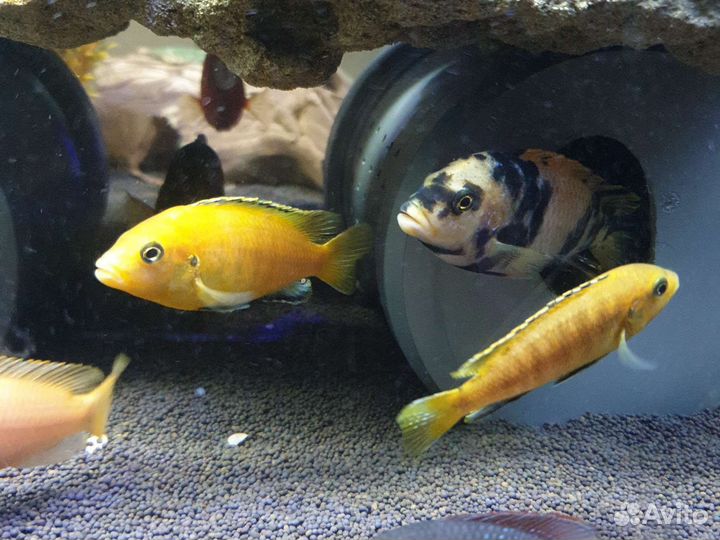 Аквариумные рыбки