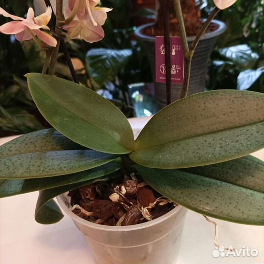 Орхидея фаленопсис Парфюмерная фабрика 2 ст