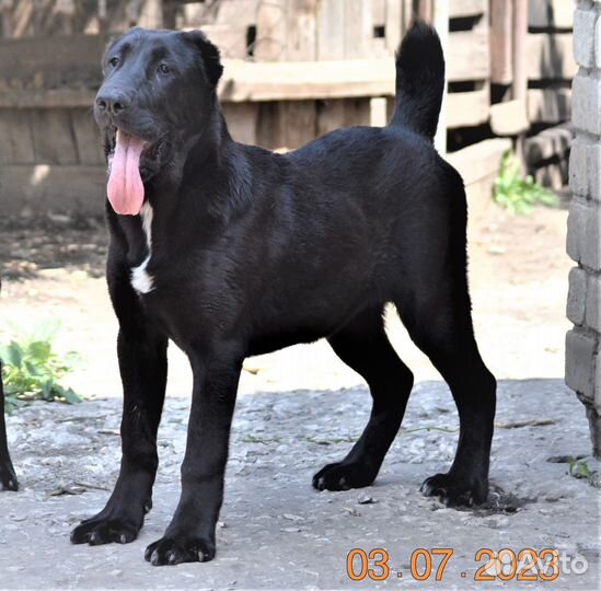 Девочки С.А.О