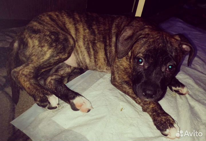 Продам щенка стаффа