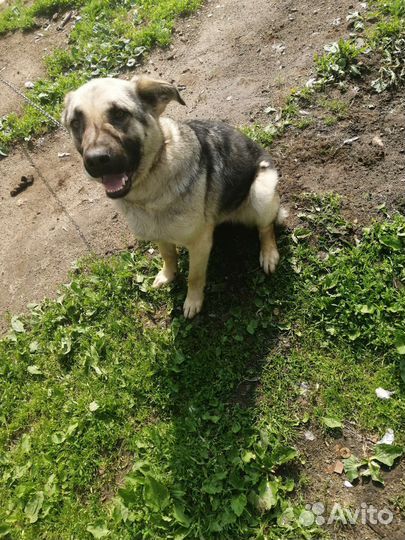 Среднеазиатская овчарка