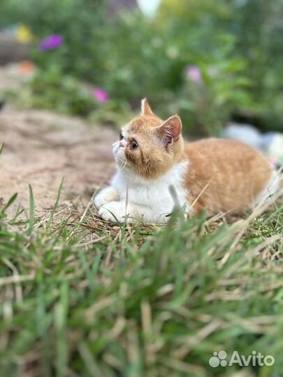 Экстремального типа