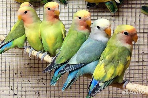 Попугаи оптом