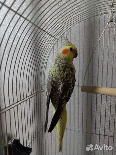 Попугай корелла-нимфа