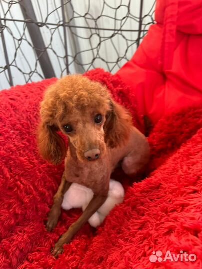 Той-пудель вязка