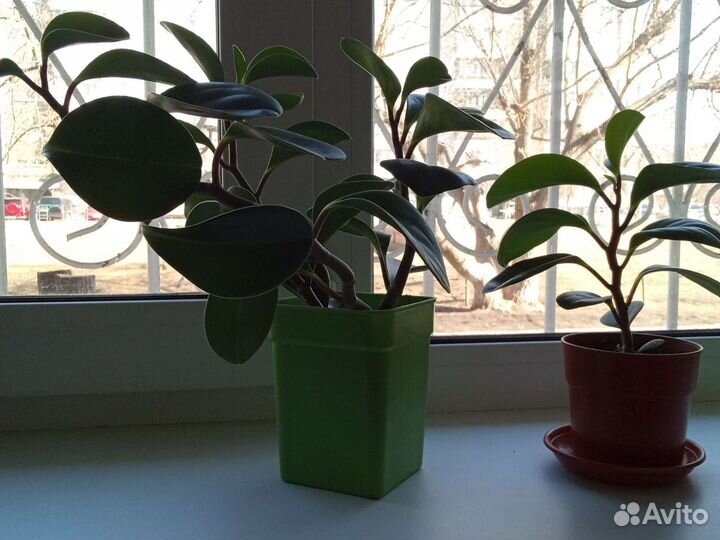 Пеперомия Семейный цветок