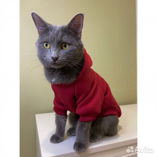 Худи для собак и кошек