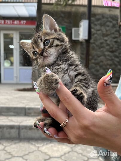 Котята в добрые руки мальчик