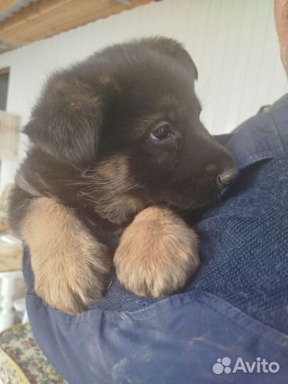 Щенок немецкой овчарки