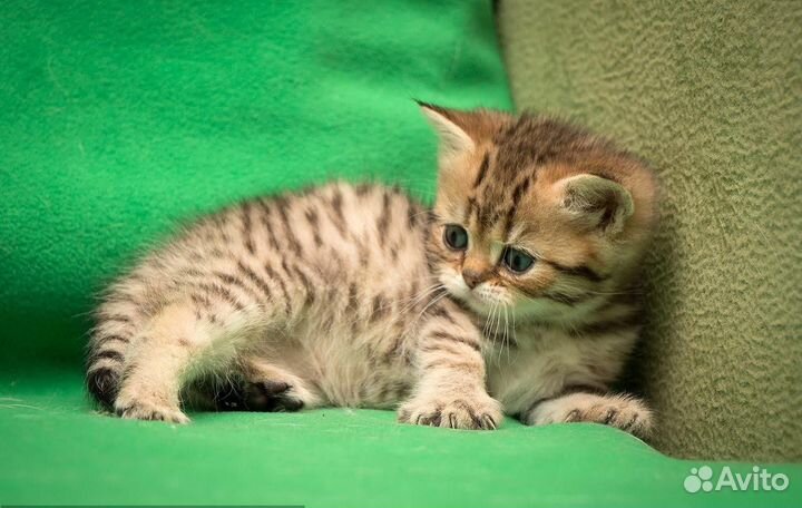 Шотландский котенок