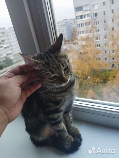 Молодая кошка в дар