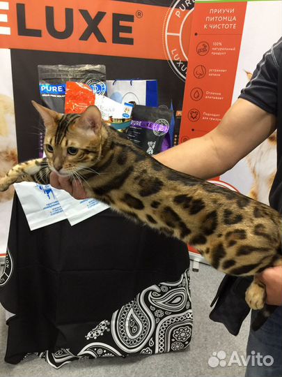 Вязка бенгала