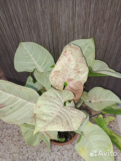 Сингониум, Милк Конфетти