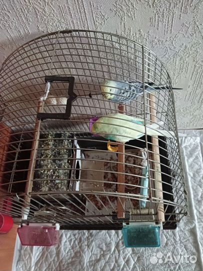 Волнистые попугаи пара