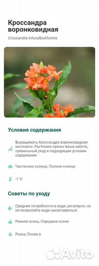 Кроссандра