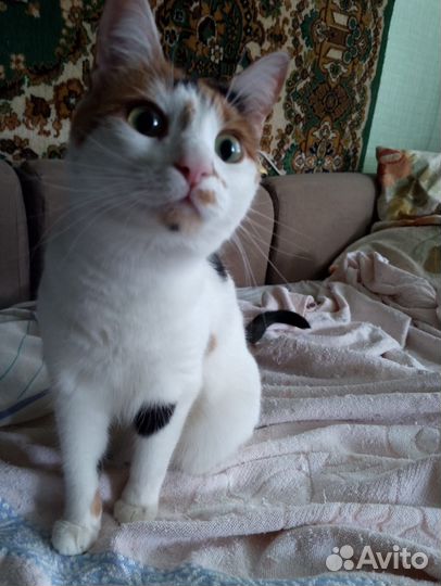 Молодая кошка