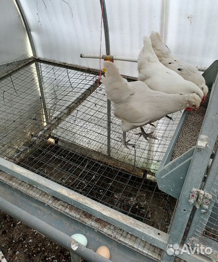 Курицы несушки молодые