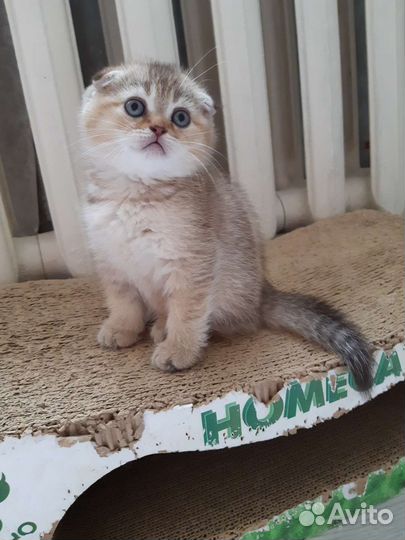 Шотландские котята