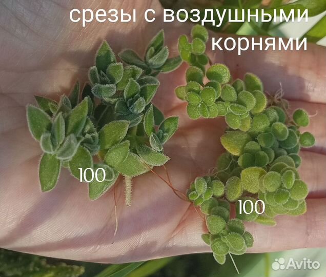 Суккуленты