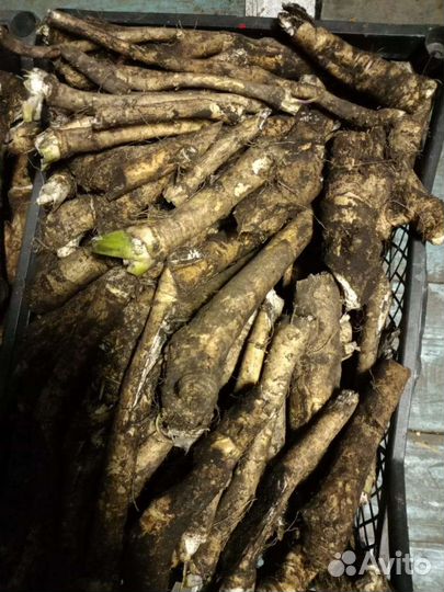 Корень хрена