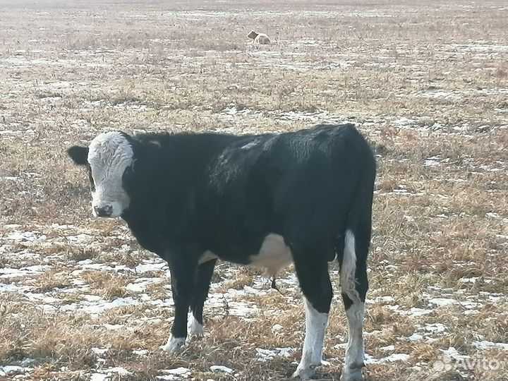 Бычки живым весом