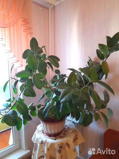 Фикус дерево шикарный