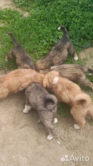 Красивые щенки для охраны двора в хорошие руки