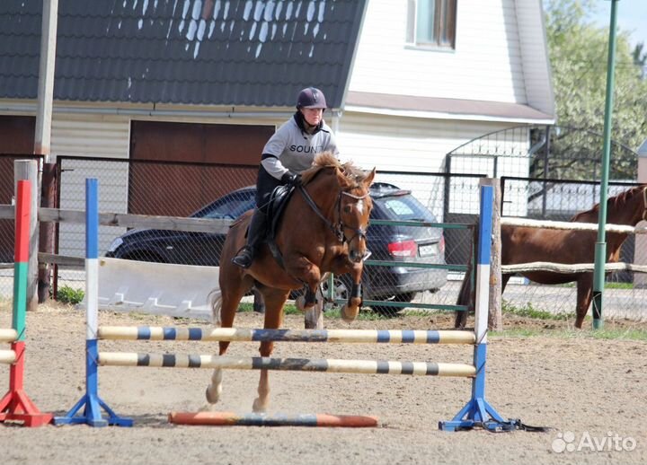 Берейтор-тренер-спортсмен-коновод-ветеринар