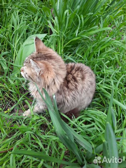 Молоденькая миниатюрная кошечка