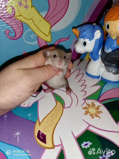 Дамбо крысята от элитных родителей