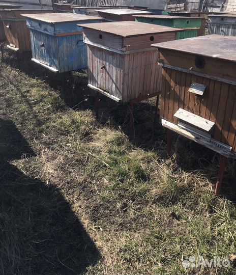 Пчелосемьи