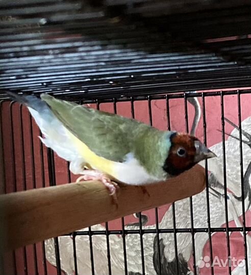 Амадины Гульда