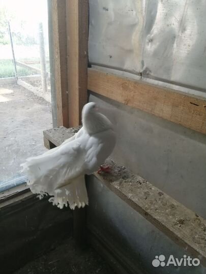 Голуби продажа павлины