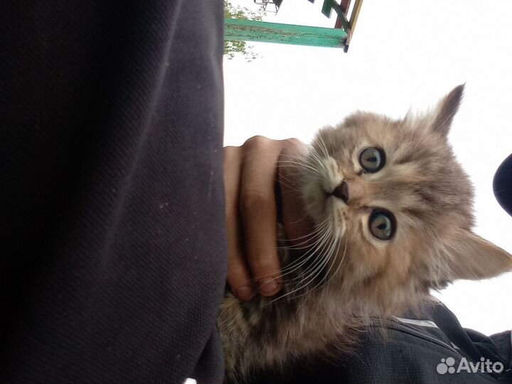 Кошки в добрые руки