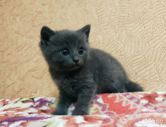 Продам котёнка (девочка)