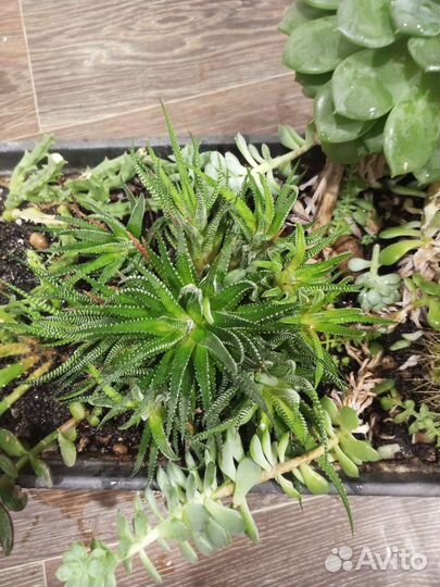 Кактусы и суккуленты