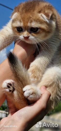 Шотландские котята