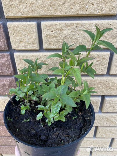 Многолетники для сада