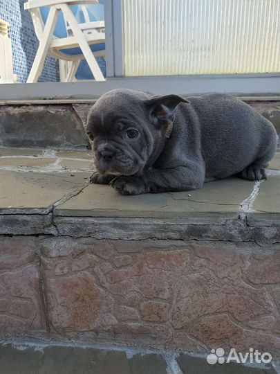 Голубой бульдог