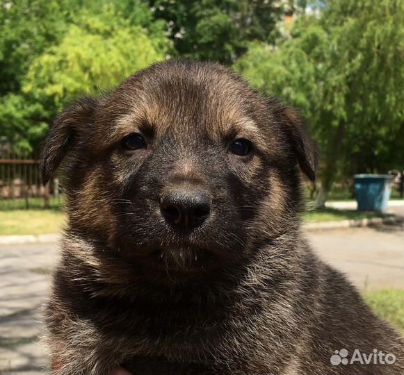 Щенята ищут дом