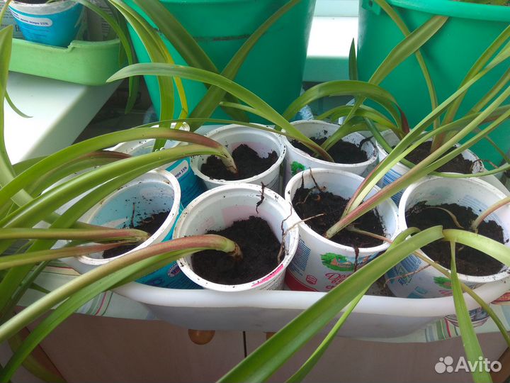 Амариллис (гиппеаструм)