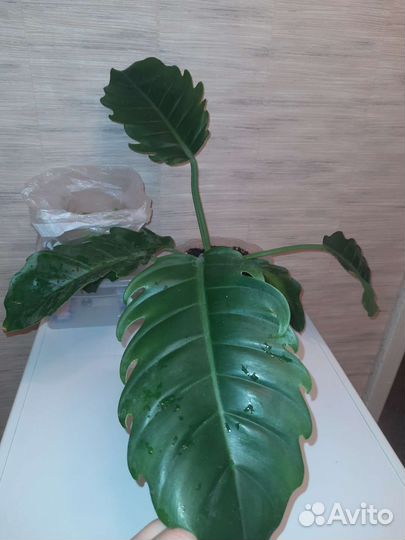 Филодендроны Аглаонемы