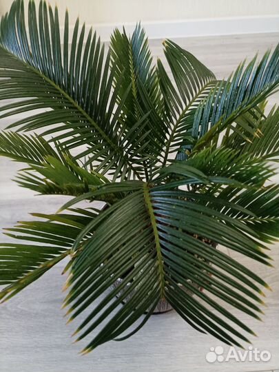 Цикас революта