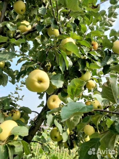 Фермерские продукты яблоки