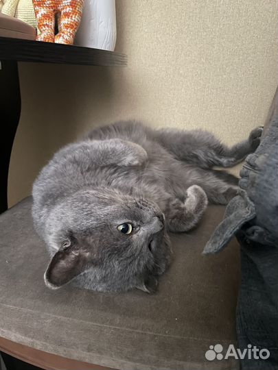 Британец в добрые руки