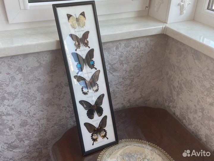 Засушенные бабочки