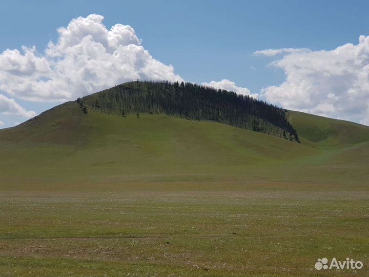 Репетитор по биологии (егэ, огэ,впр, дви, олимпиа