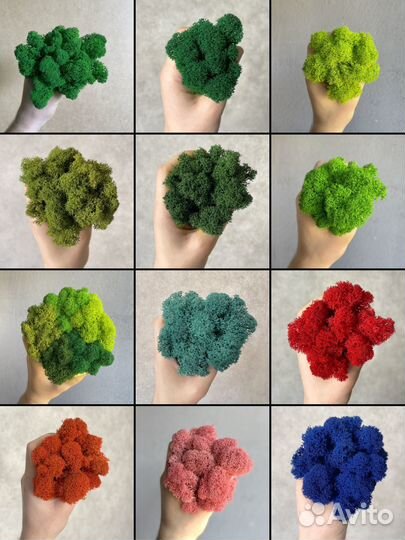 Стабилизированный мох, 500г, цвет Тёмно-зелёный